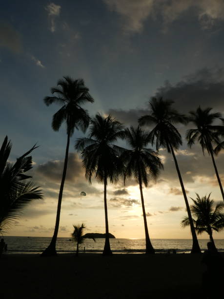 istock Sunset with palm trees in Costa Rica 934685460