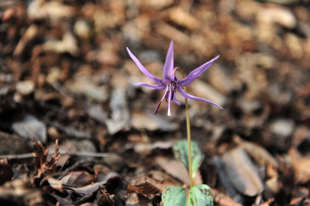 istock Purple flowers in spring forest 934686086