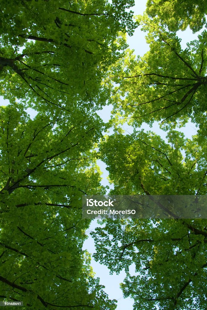 Treetops vívidos verde y azul cielo de fondo - Foto de stock de Tope de los árboles libre de derechos