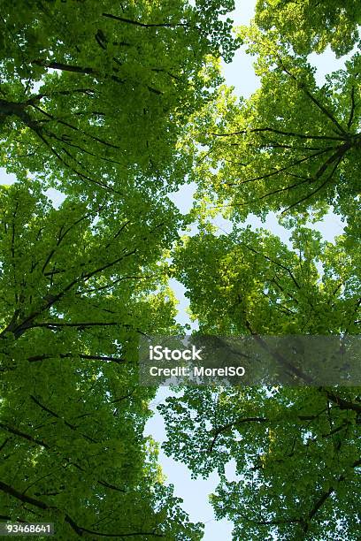 Foto de Copas Das Árvores Verdejantes E Céu Azul De Fundo e mais fotos de stock de Copagem - Copagem, Céu - Fenômeno natural, Faia - Árvore de folha caduca