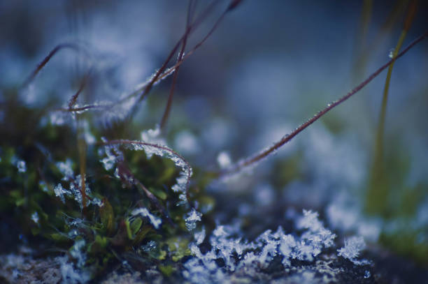 Close-Up Of Ice