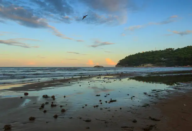 Low tide: solitary seagull flying on sandy shore at dusk.