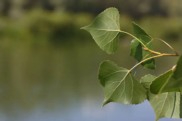 Leaves of a poplar