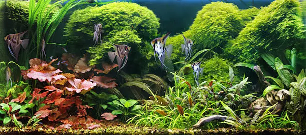 Tropical aquarium (panoramic)