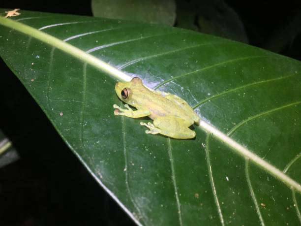 istock Green tree frog of Costa Rica 934693266