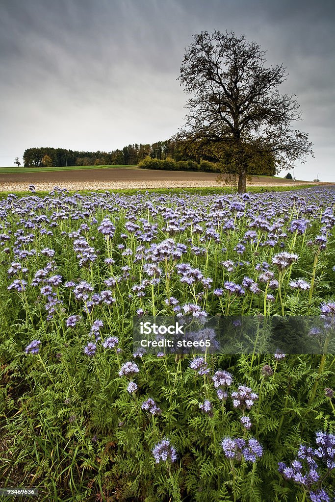 Flowery campo no outono - Royalty-free Agricultura Foto de stock