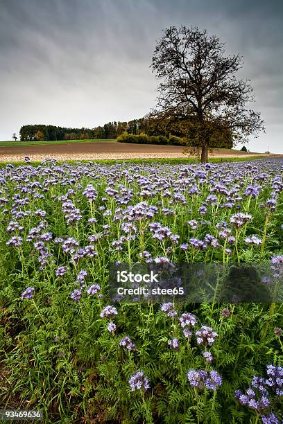 Flowery Campo No Outono - Fotografias de stock e mais imagens de Agricultura - Agricultura, Ao Ar Livre, Campo agrícola