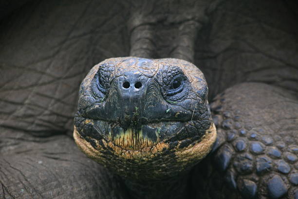 istock Galapagos Tortoise close up 93469640