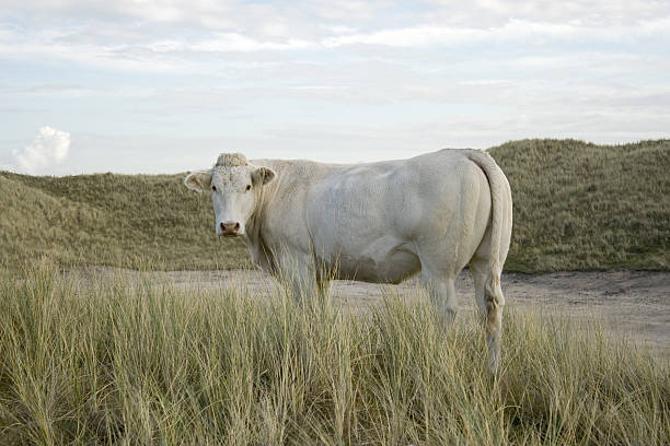 Charolais cattle stock photo