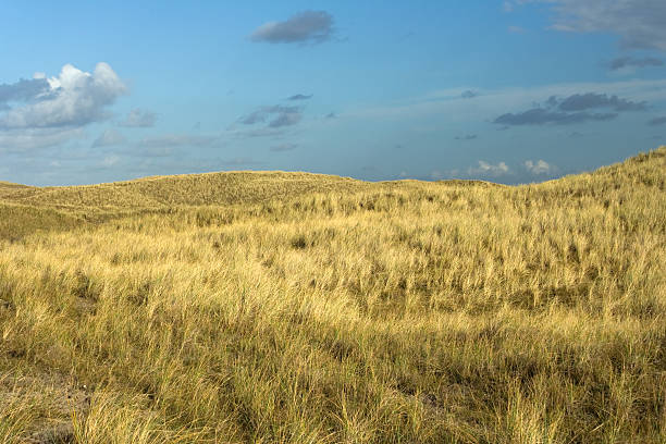 Dunes with marram grass stock photo