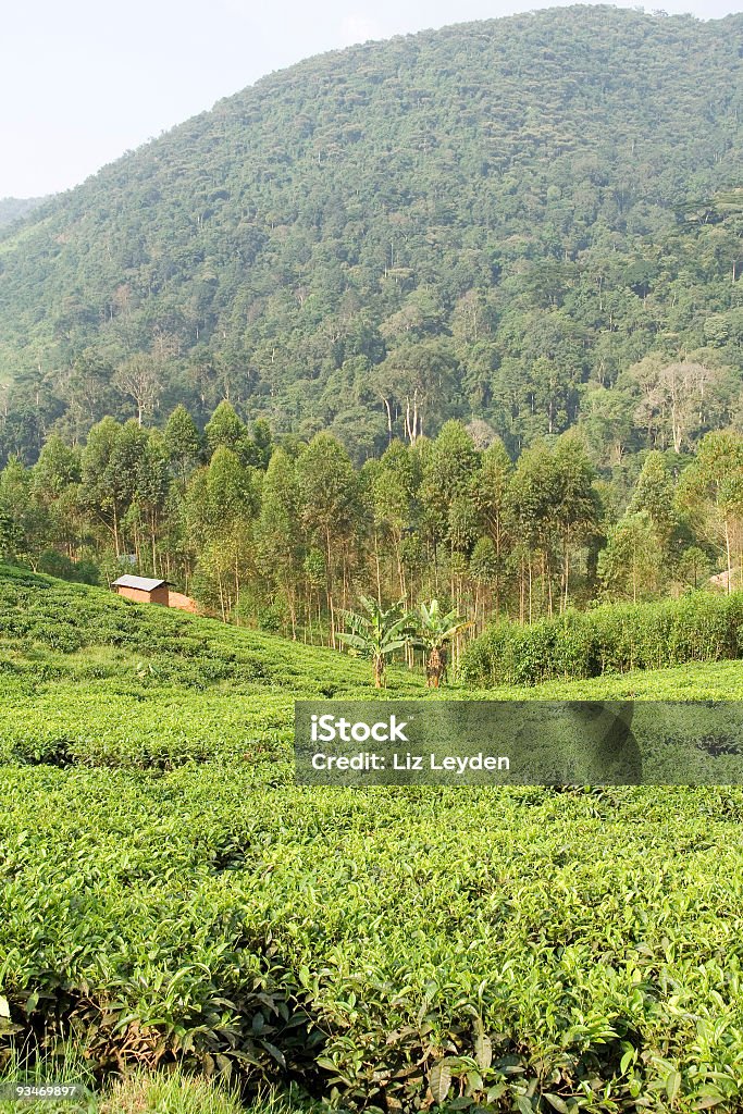 Piantagione di tè e foresta pluviale - Foto stock royalty-free di Africa