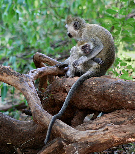 istock Vervet mother and baby 93470035