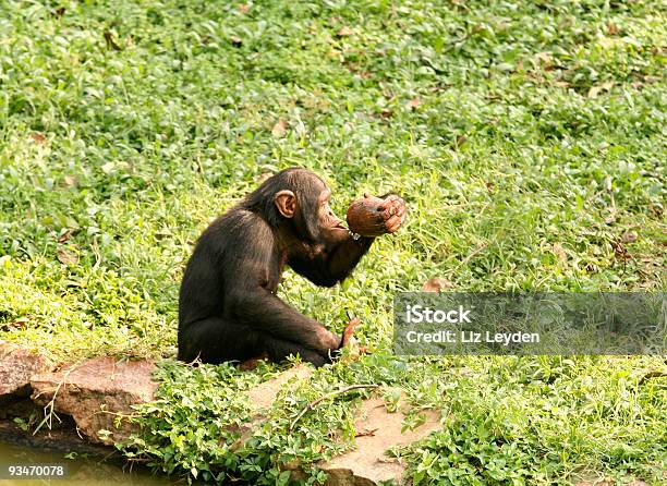 Bebê Chimpanzé Beber - Fotografias de stock e mais imagens de Chimpanzé - Chimpanzé, Equipamento de Jardinagem, Beber