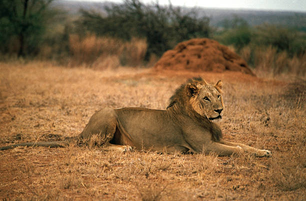 istock Adult African Lion, Samburu 93470158