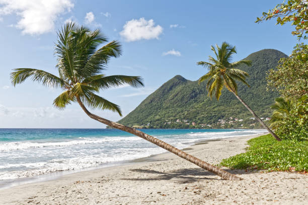 istock Leaning coconut tree on Le Diiamant beach - Martinique FWI 934701694