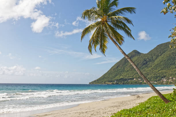 Leaning coconut tree on Le Diamant beach - Martinique FWI