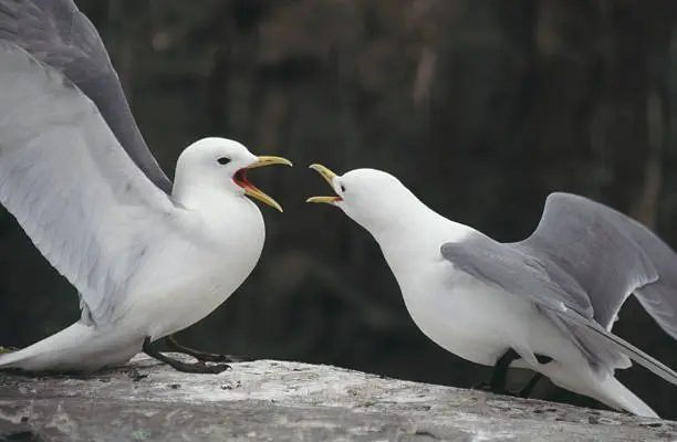 Photo of Squabbling Kittiwakes