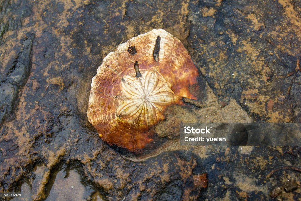 Sea urchin (Echinoidea) fossil Sea urchin (Echinoidea) fossil on rock Ancient Stock Photo