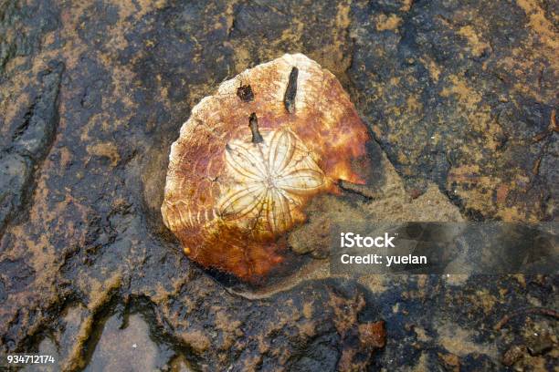 Sea Urchin Fossil Stock Photo - Download Image Now - Ancient, Animal, Beach