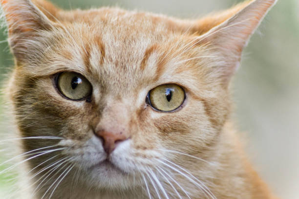 istock Close-Up Of Cat 934717776