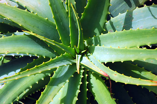 알로에 vera - ornamental garden plant tropical climate desert 뉴스 사진 이미지