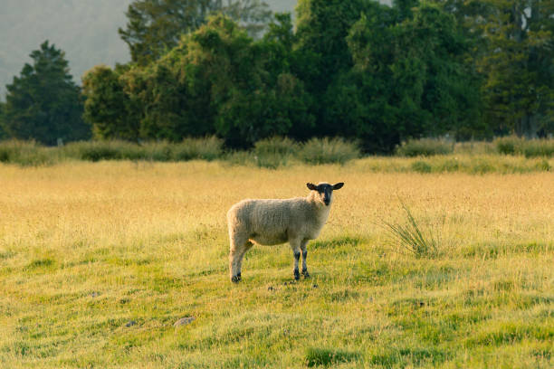 istock Black cute small sheep over green glass 934718174