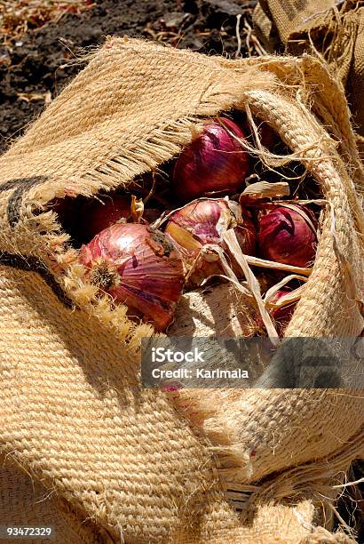 Photo libre de droit de Oignon Harvest banque d'images et plus d'images libres de droit de Agriculture - Agriculture, Agriculture biologique, Champ