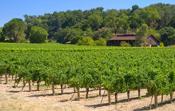 viñedos de napa - california napa valley vineyard farmhouse fotografías e imágenes de stock