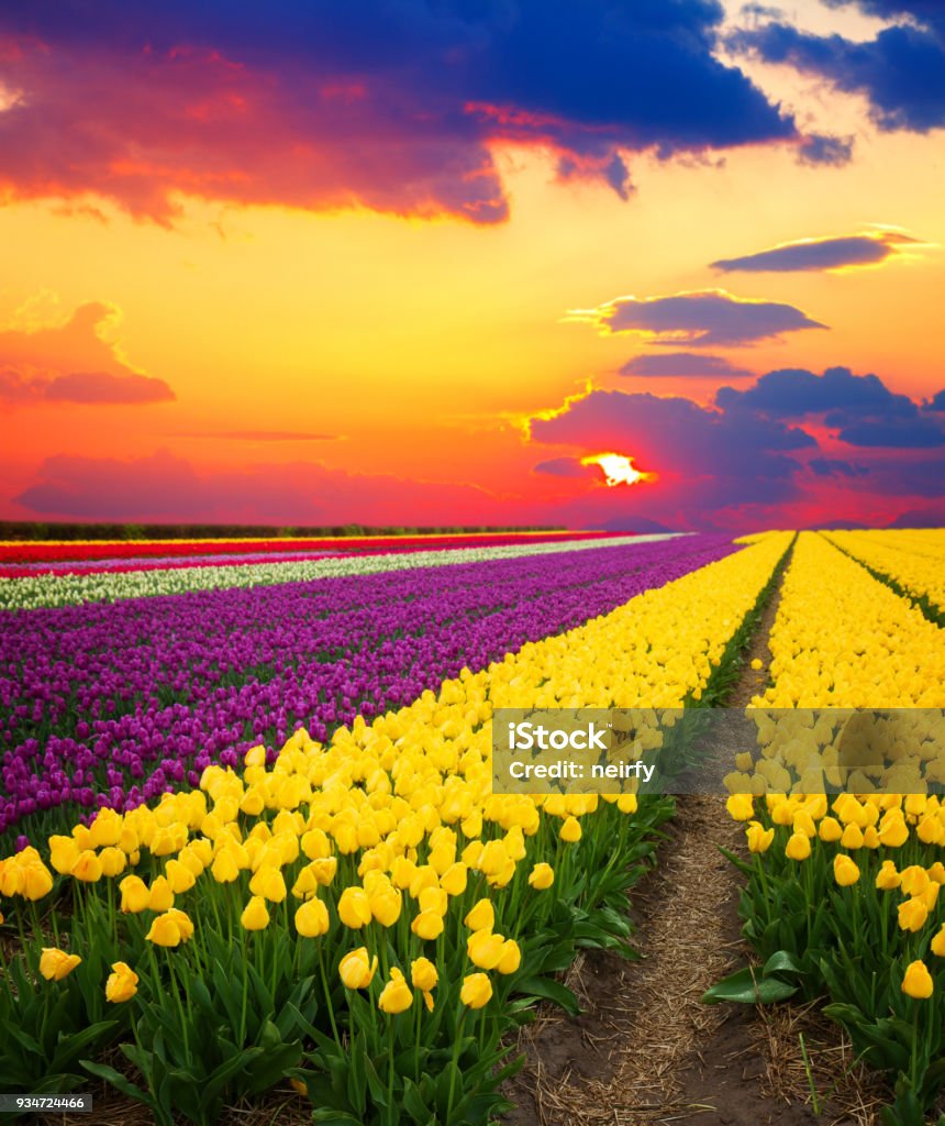 Cánh Đồng Hoa Tulip Hồng Hà Lan Hình ảnh Sẵn có - Tải xuống Hình ...