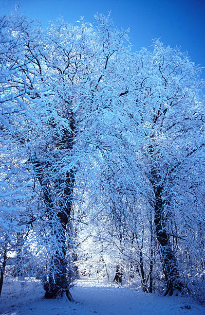 Snowy trees  ayrshire cattle photos stock pictures, royalty-free photos & images