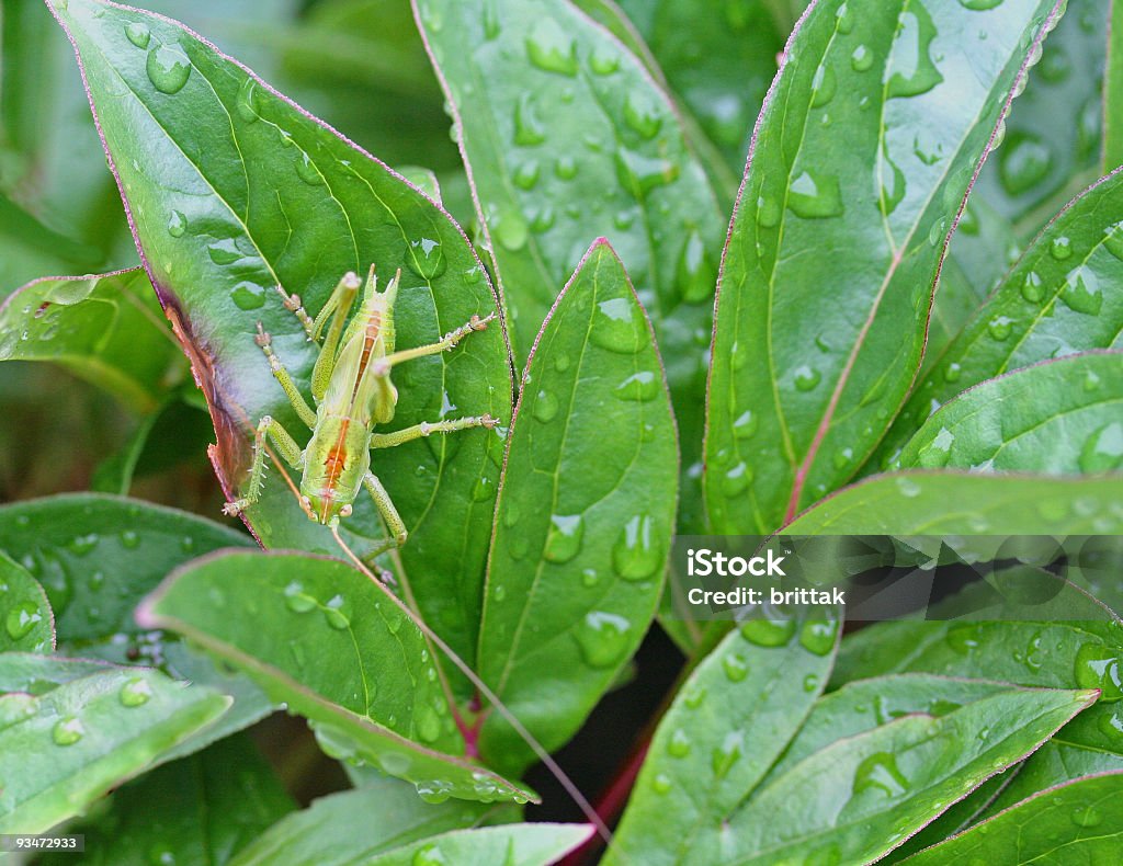 Grasshopper Depois da chuva - Foto de stock de Antena - Parte do corpo animal royalty-free