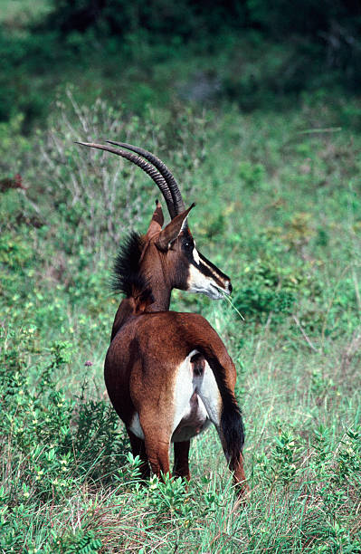 hippotragus niger - shimba imagens e fotografias de stock