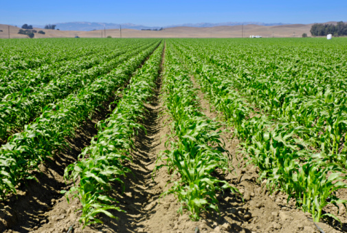 Young corn field in a valley in Central California