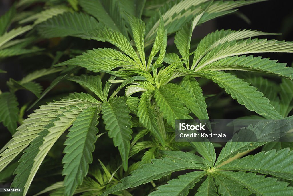Pianta di Cannabis - Foto stock royalty-free di Cannabis sativa