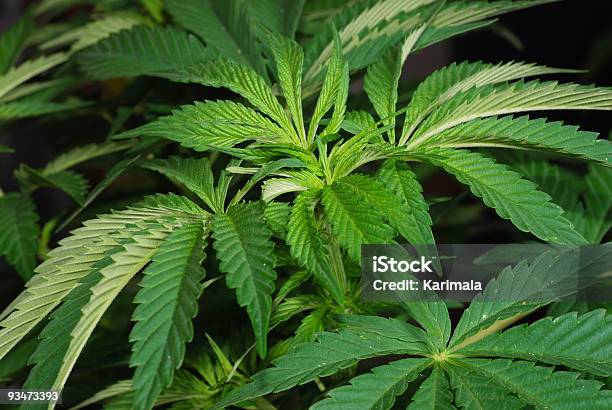 Pianta Di Cannabis - Fotografie stock e altre immagini di Cannabis sativa - Cannabis sativa, Cannabis terapeutica, Composizione orizzontale