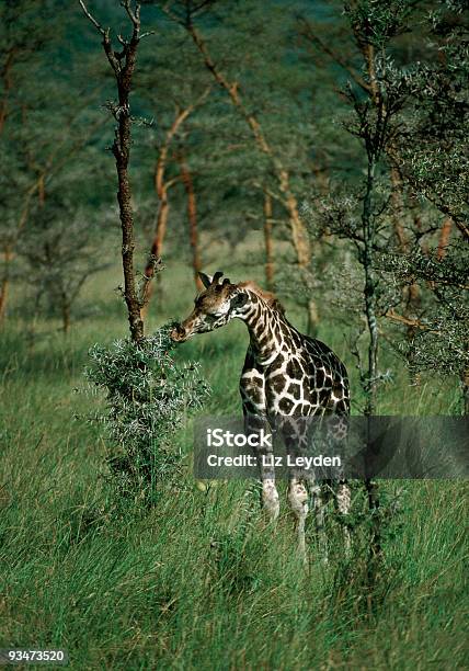 Rothschild Giraffe Browsing Stock Photo - Download Image Now - Acacia Tree, Africa, Animal