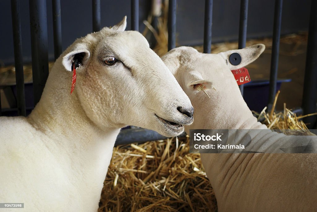 State Fair Schaf - Lizenzfrei Agrarbetrieb Stock-Foto