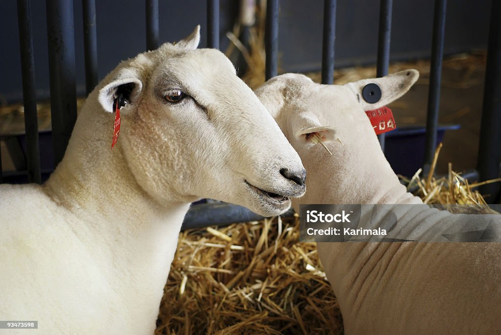 ステートフェア羊 - ウールのロイヤリティフリーストックフォト