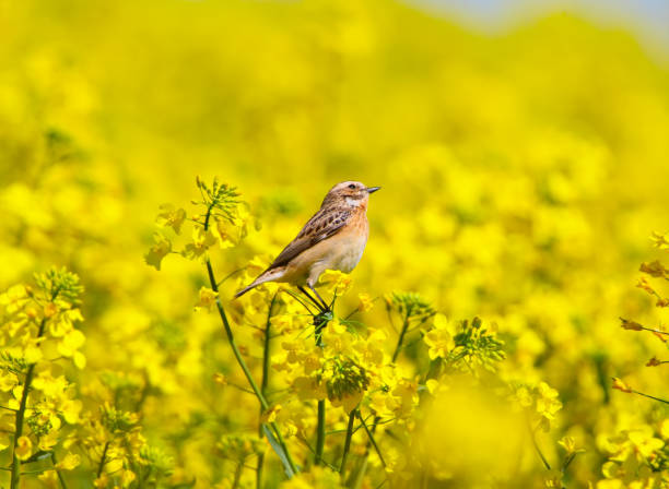 istock Holiday of yellow color 934737152