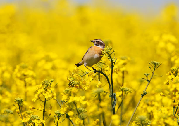 istock Holiday of yellow color 934737164