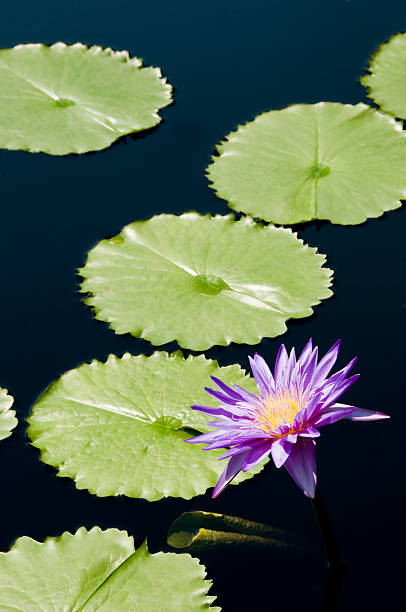 Purple Water Lily and Pads stock photo