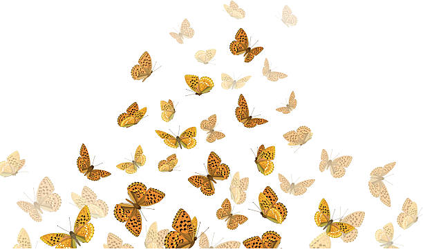 Schmetterlinge – Vektorgrafik