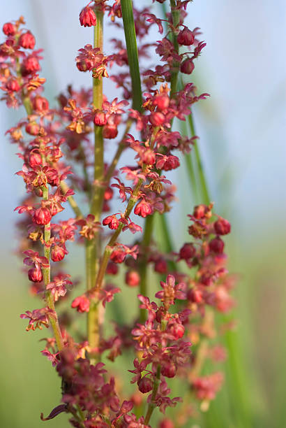 istock red flowers on the grass field 93474228