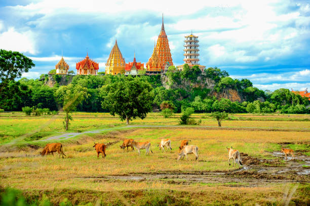 istock Group of oxen walking on harvested rice farm 934745610