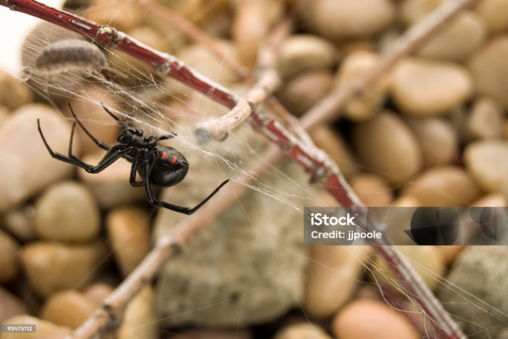 Aranha preto Widow - Foto de stock de Aranha - Aracnídeo royalty-free