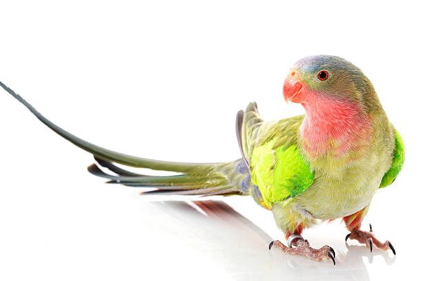 istock Princess of Wales Parakeet 93475210