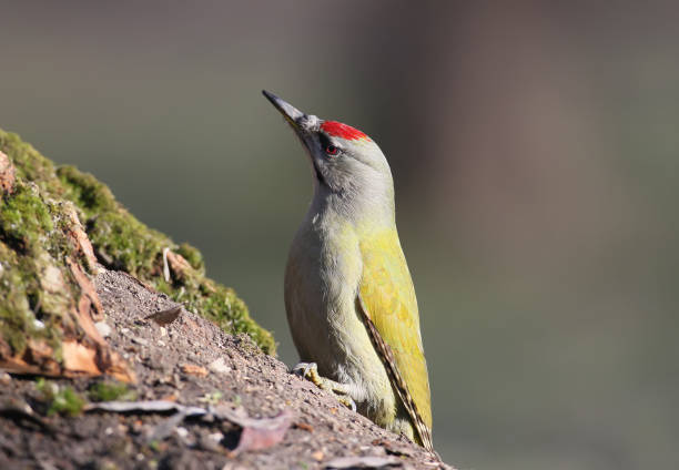istock Grey headed woodpecker close up 934754050