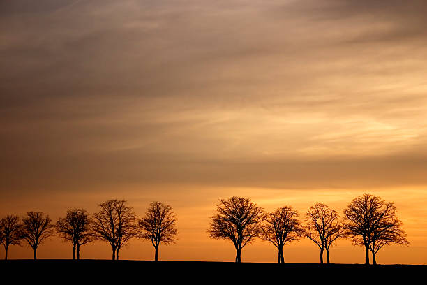 pôr do sol alley - baumreihe imagens e fotografias de stock