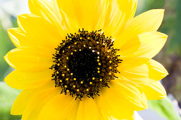 Spring Sunflower stock photo