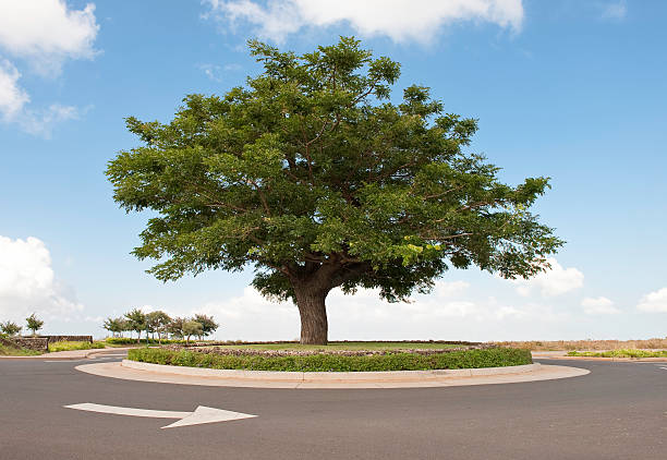 Tree on Roundabout Intersection stock photo